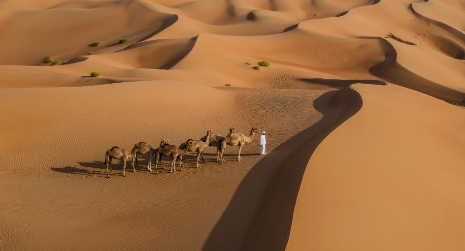 Camel Riding Activities in Qasr Al Sarab Desert Resort