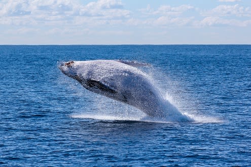 The Journey of the Humpback Whales in Mozambique