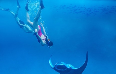 Bucket List Swimming Experience with Manta Rays