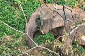 Anantara Records Nature Conservation Success in Cambodia