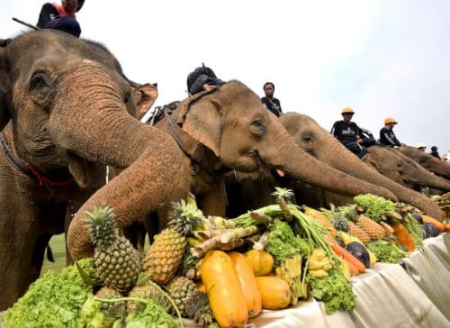 Anantara’s Annual King’s Cup Raises Millions For Thailand’s Elephants