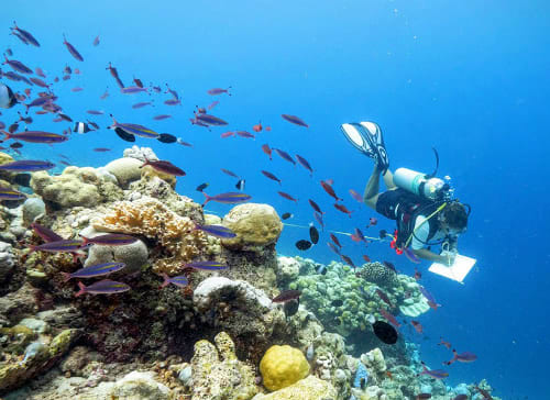 Anantara Launches Coral Protection and Regeneration Programme in the Maldives: Holistic Approach to Reef Protection (HARP)