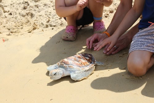 Anantara Resorts in Thailand Gives Nature a Helping Hand with Baby Turtle Release
