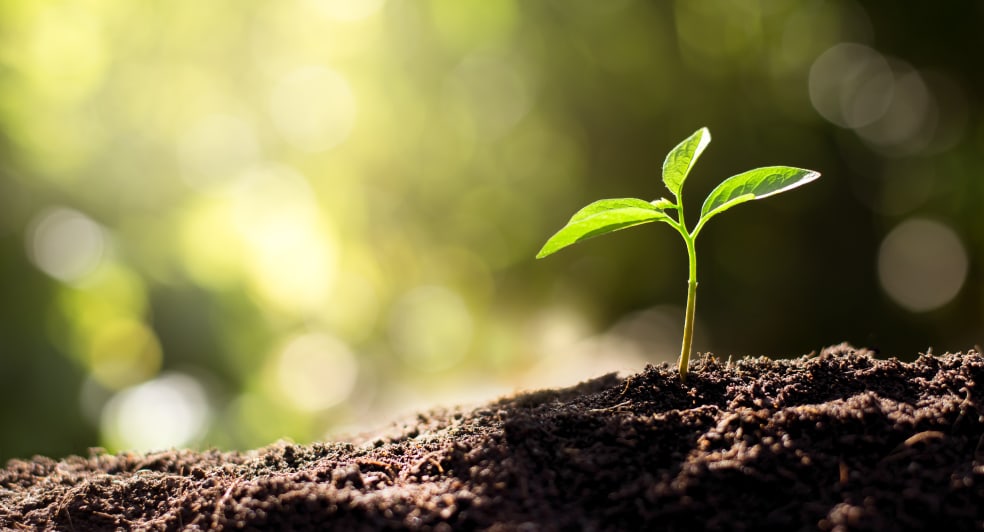 Plant budding from the ground