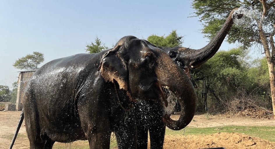 Anantara Jaipur Experiences 944X510 Breakfast with Elephants