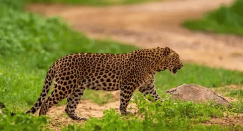 Anantara Jaipur Experiences 944X510 Leopard Safari