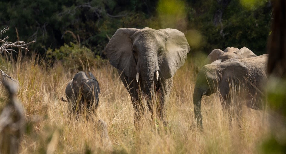 Anantara Kafue River Tented Camp