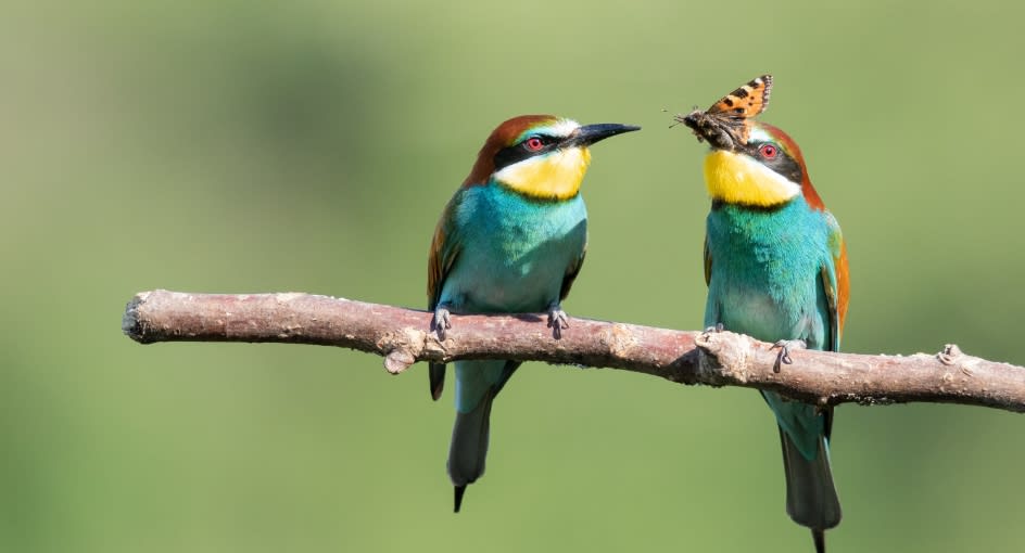 Anantara Kafue River Tented Camp