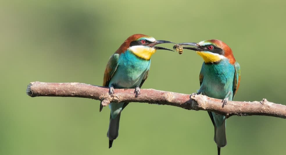 Anantara Kafue River Tented Camp