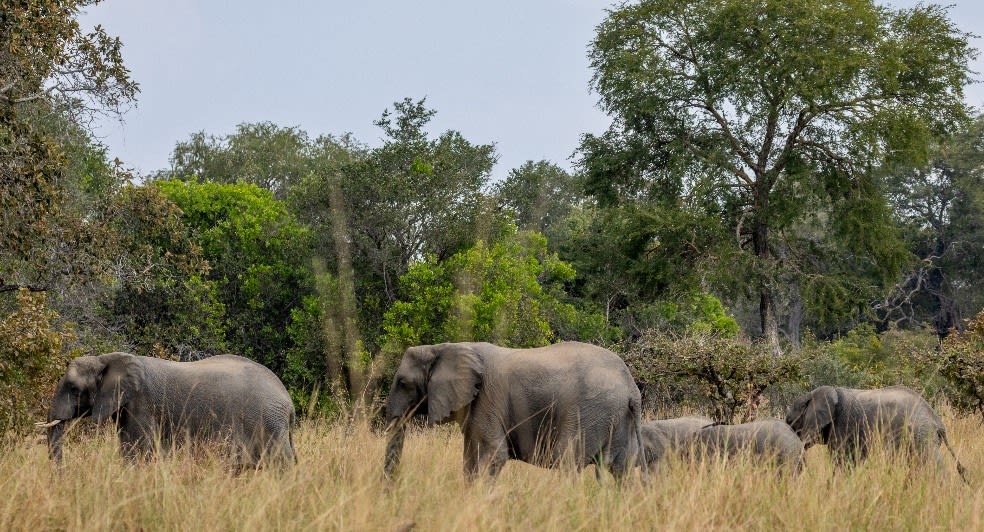 Anantara Kafue River Tented Camp