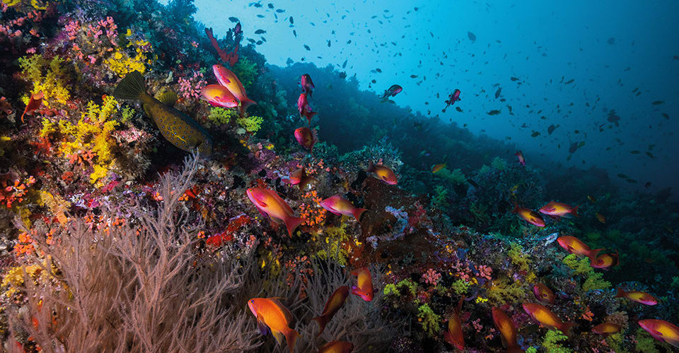 Best house reef in Baa-Atoll, Maldives at Anantara Kihavah Maldives Villas