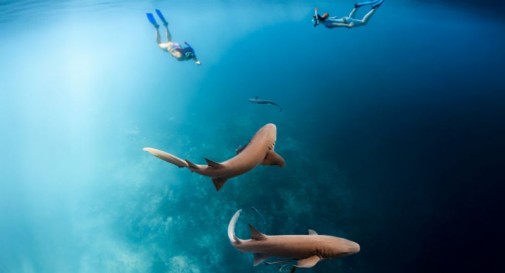 Snorkelling with nurse sharks