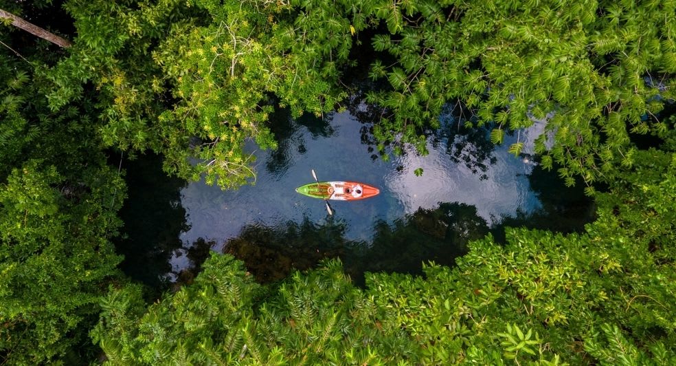 mangrove kayaking