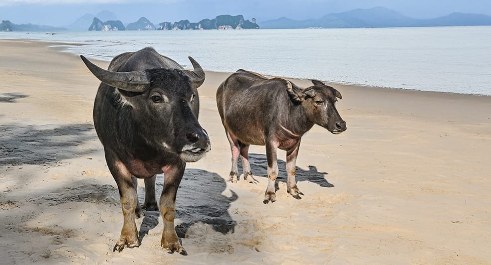 buffalo on the beach