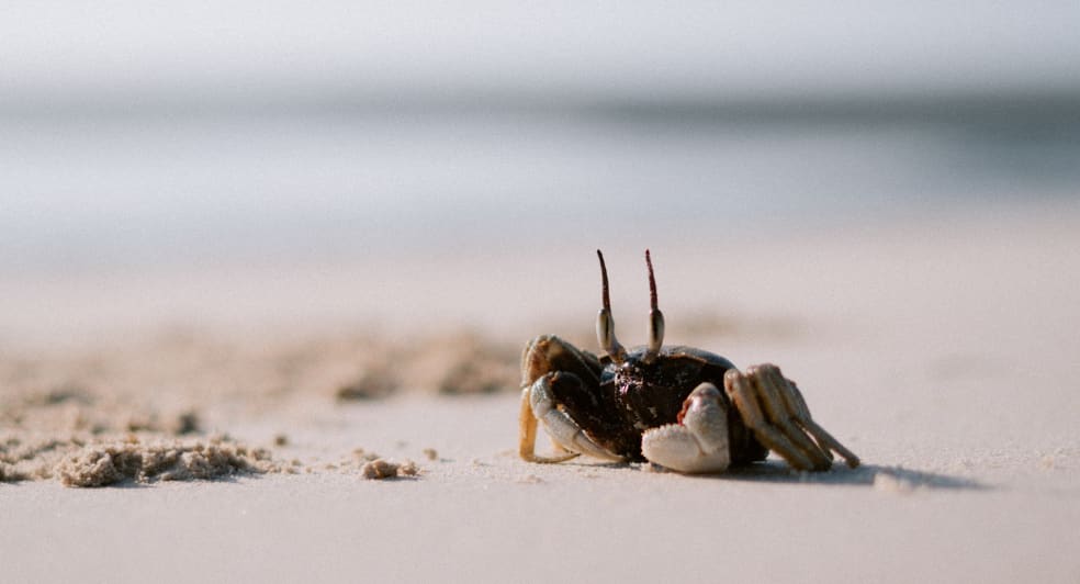 ghost crab on the beach