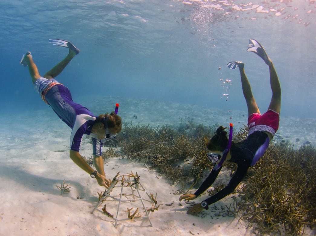Two divers planting coral fragments.