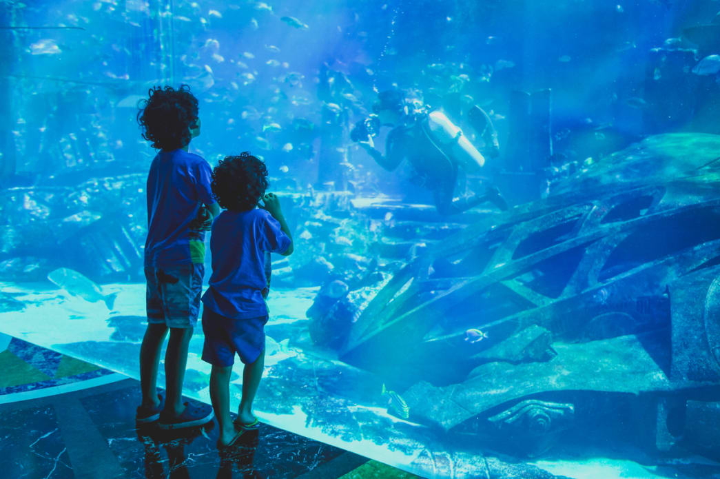 Dubai Mall transforms into an entertainment hub with its massive aquarium for the holiday