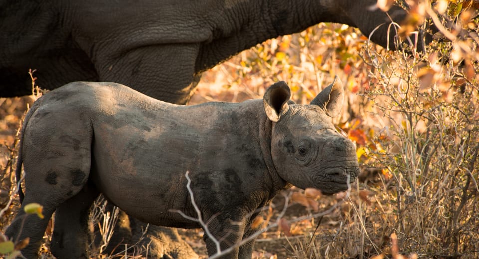 Black rhino breeding programme in Zimbabwe