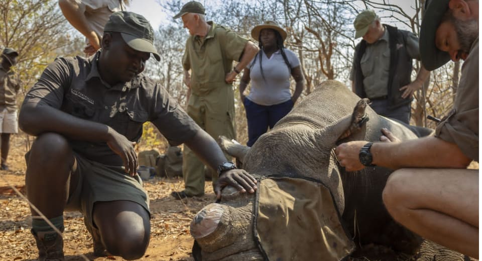 Africa conservation experience with Anantara's wildlife guardian