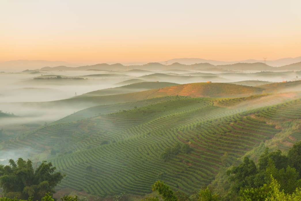 Pu’er tea plantations in Yunnan of China
