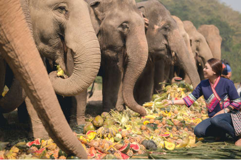 Celebrate World Elephant Day with the VIP’s (Very Important Pachyderms) at Anantara Golden Triangle