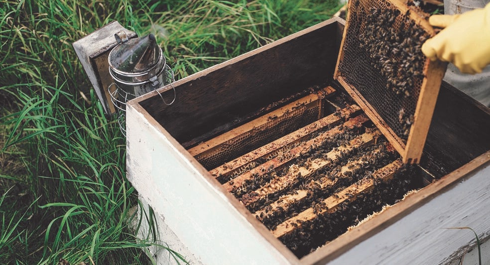 Bees