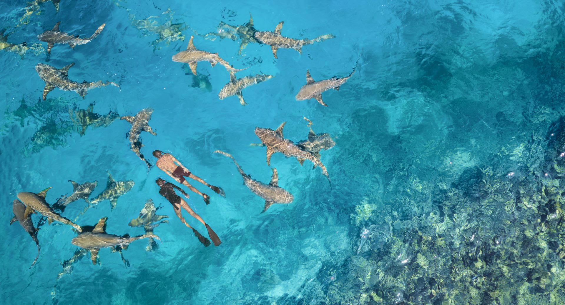 Swimming with nurse sharks at Anantara Dhigu Maldives Resort