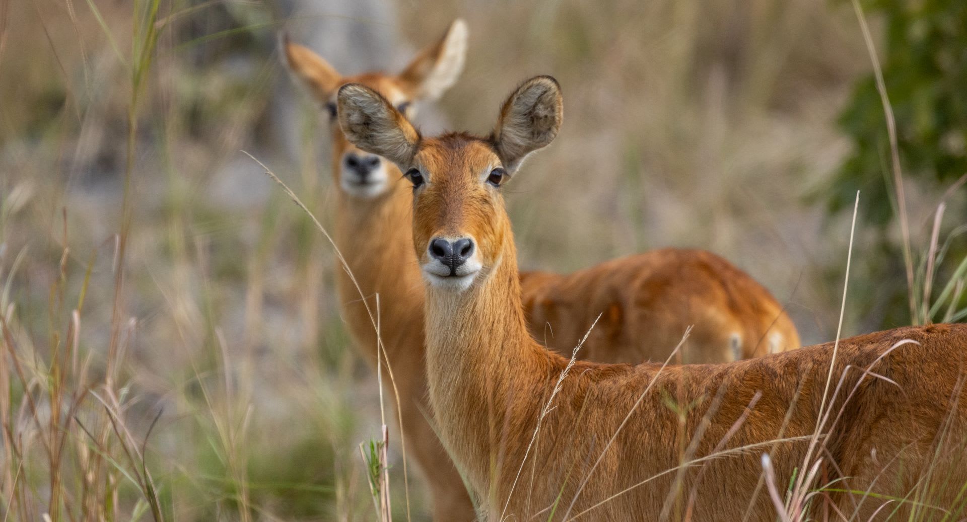 Anantara Kafue River Tented Camp