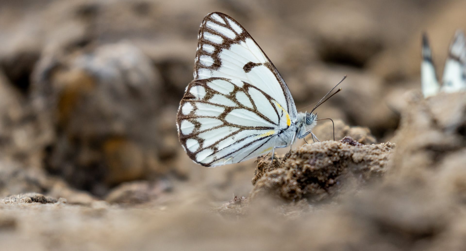 Anantara Kafue River Tented Camp