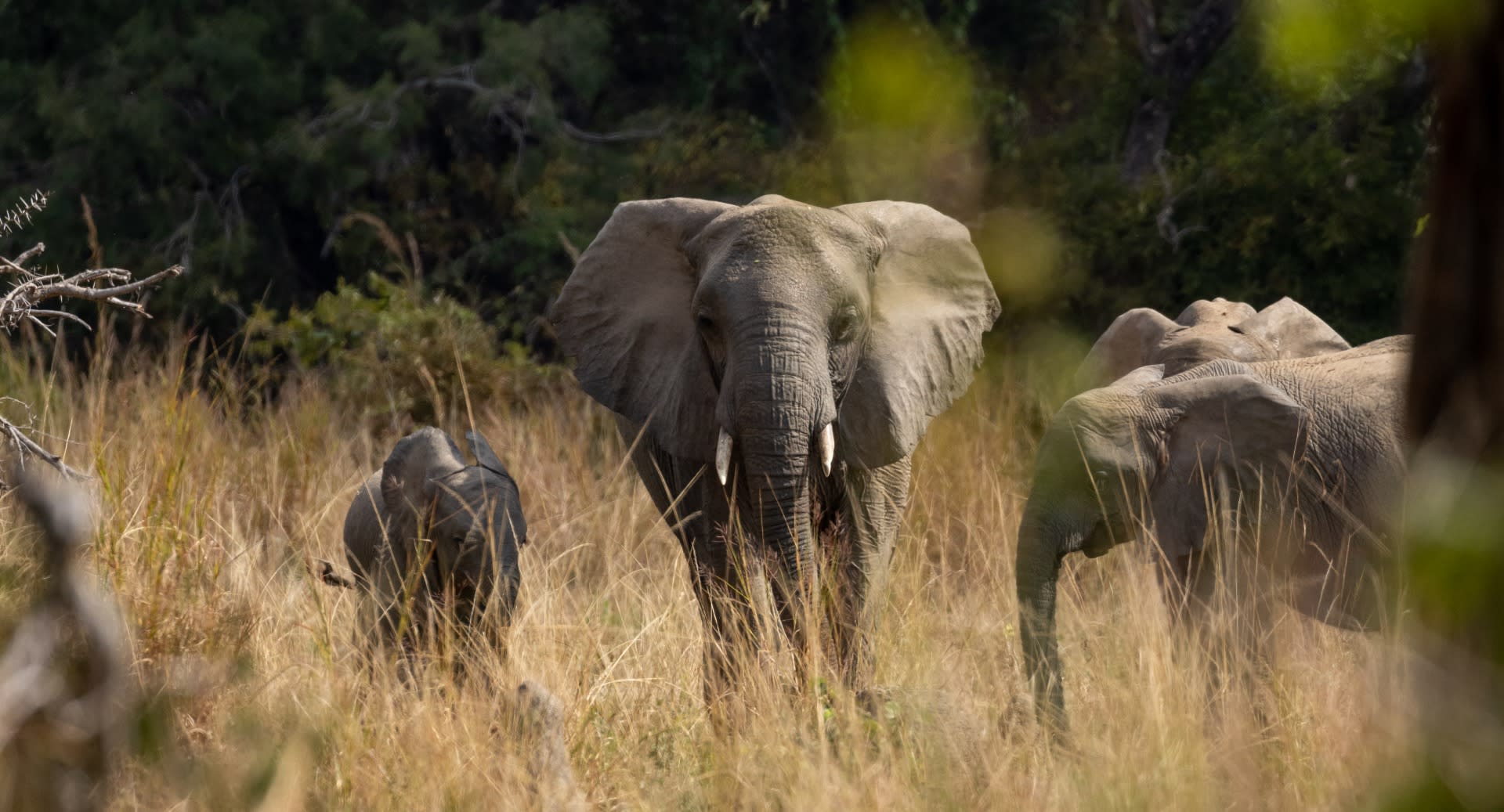 Anantara Kafue River Tented Camp