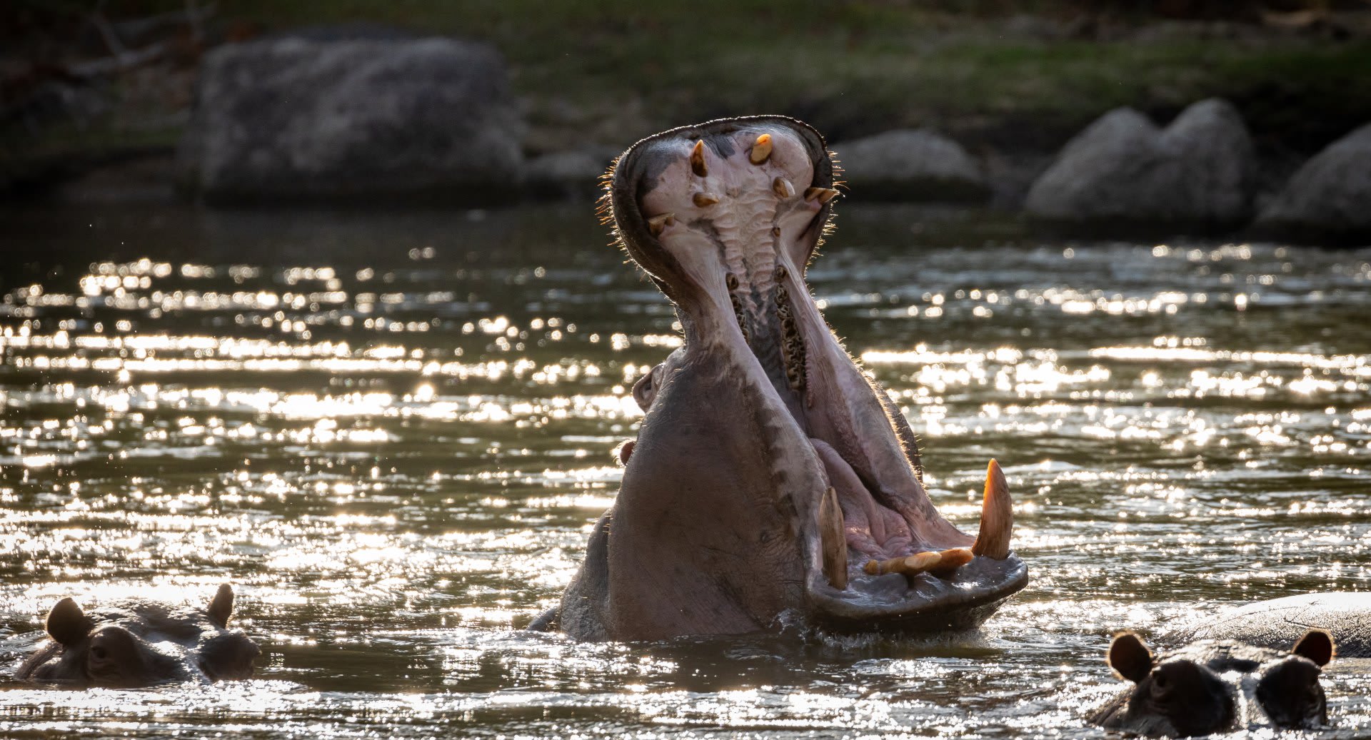 Anantara Kafue River Tented Camp