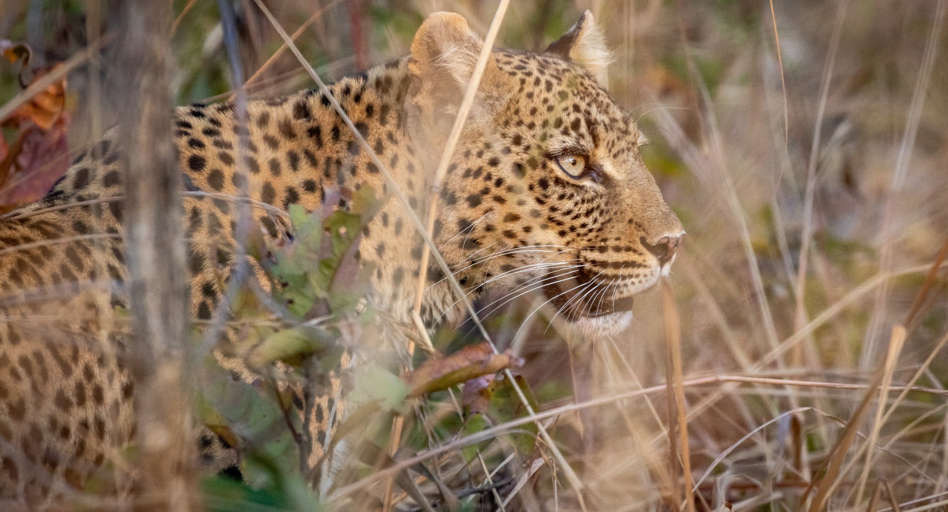 Anantara Kafue River Tented Camp