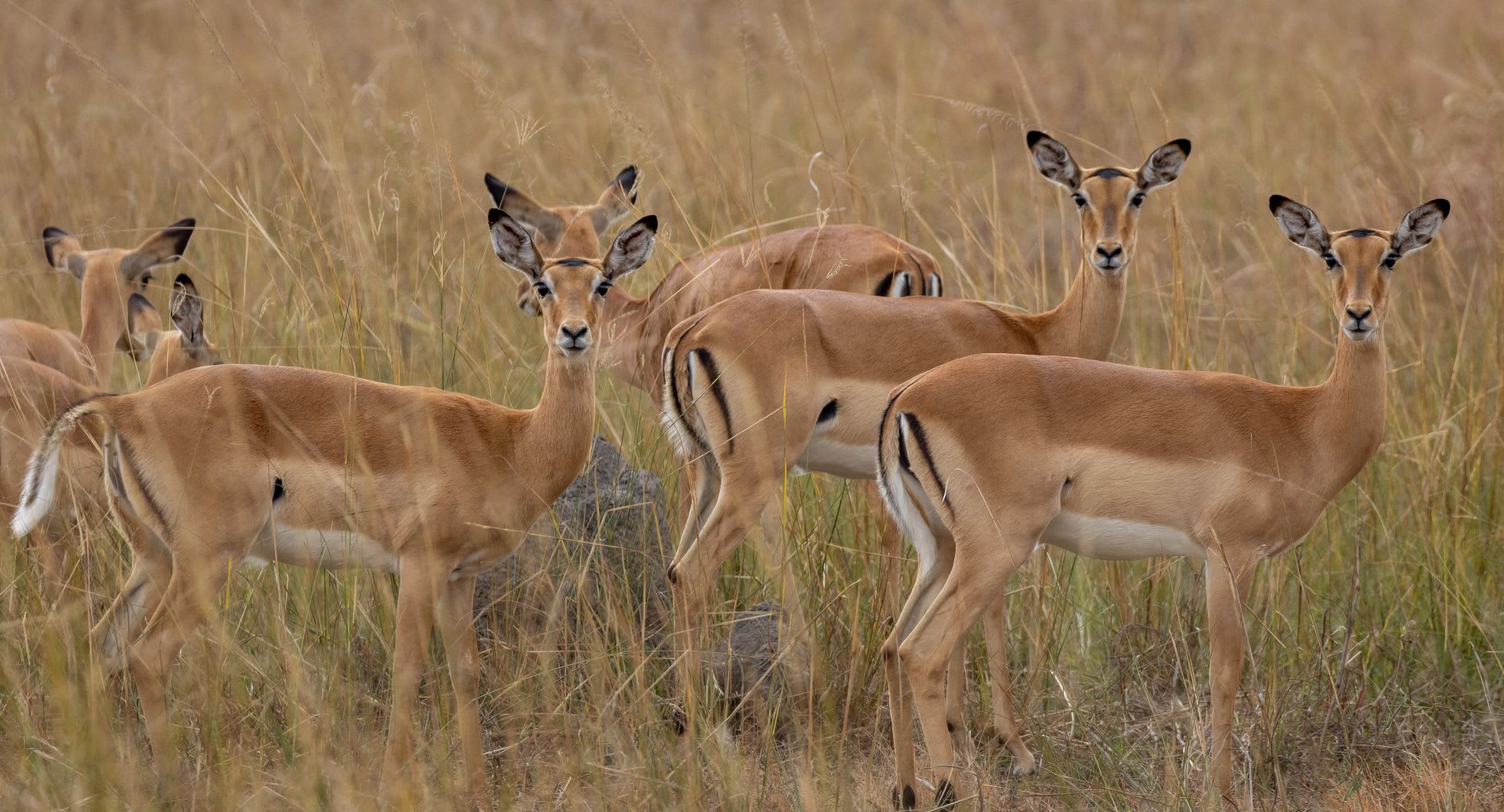 Anantara Kafue River Tented Camp