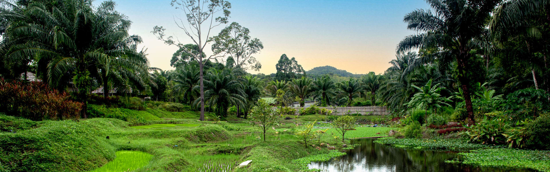 garden and lagoon