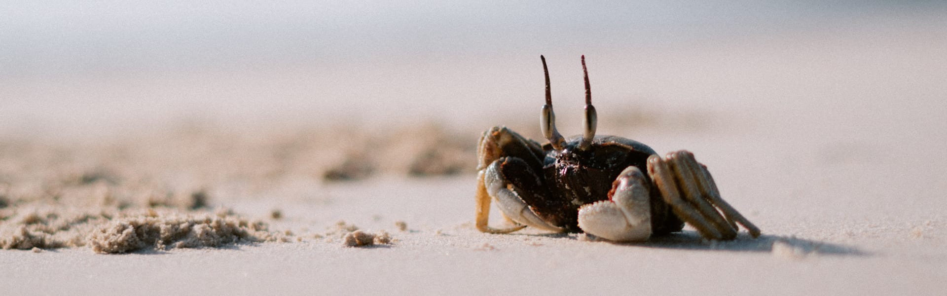 ghost crab on the beach