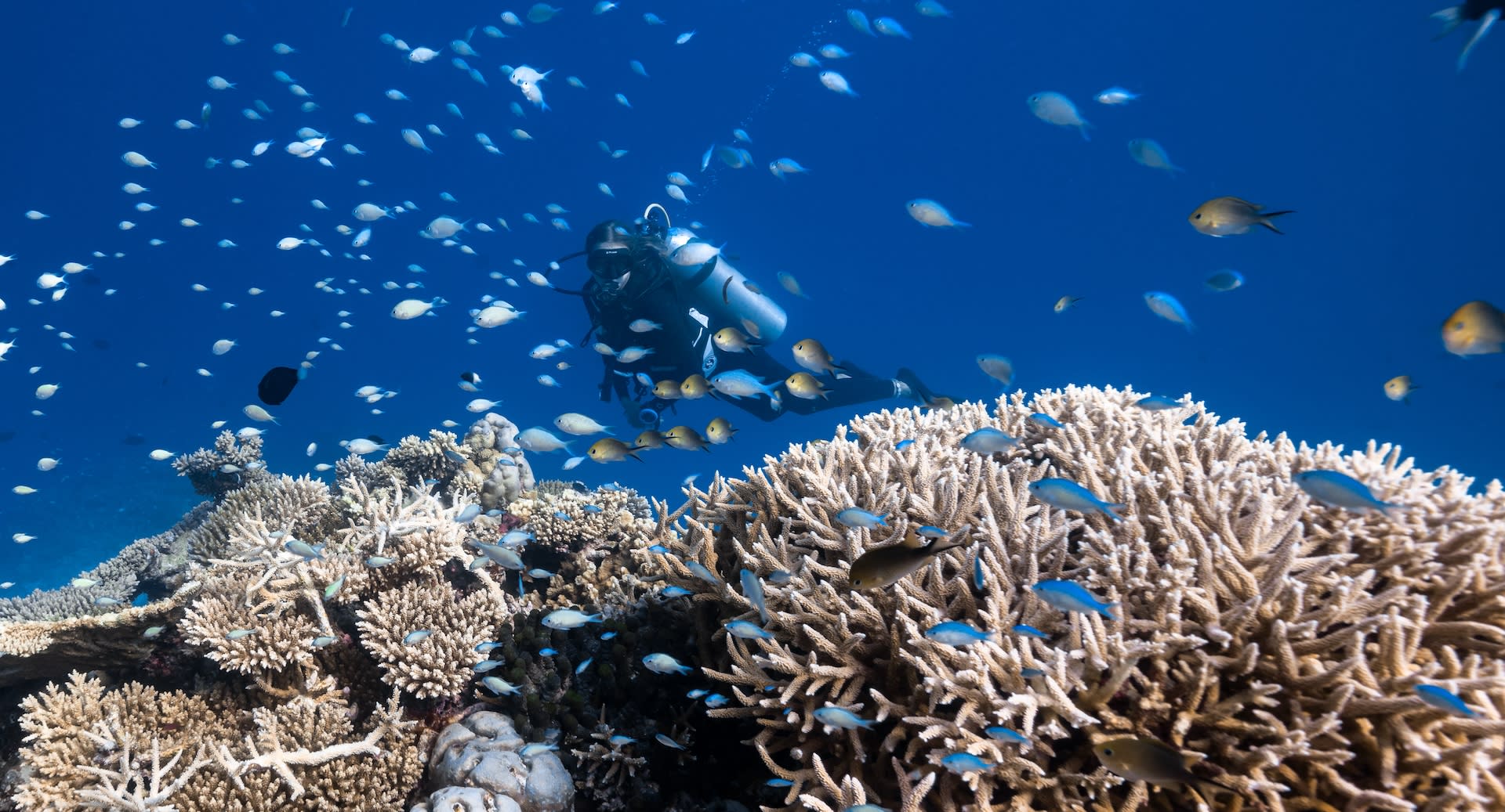 Diving at Anantara Maldives