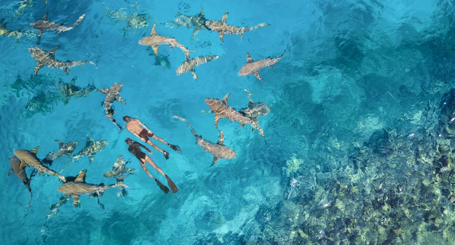 Nurse Shark Snorkeling at Anantara Maldives