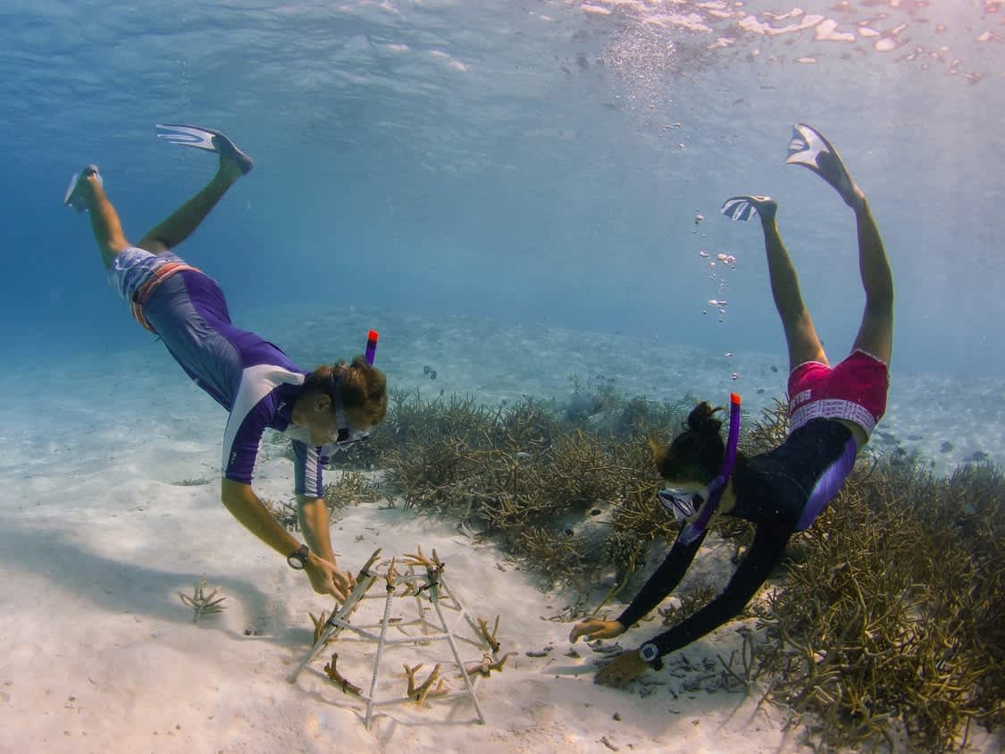 Niyama Private Islands is pioneering a coral resilience project