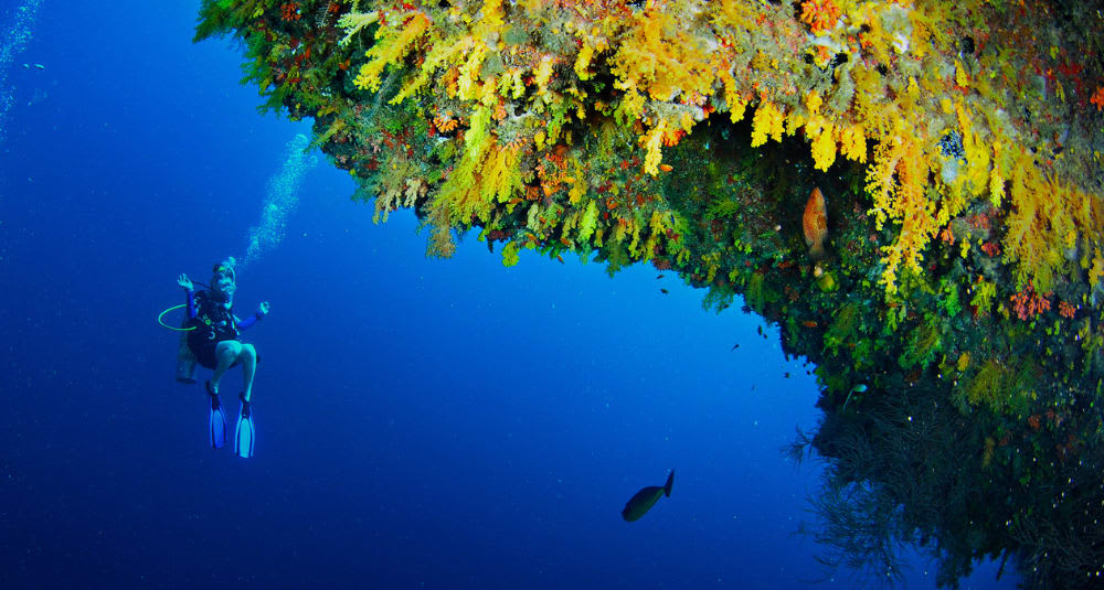 A scuba diver exploring a colorful coral reef.