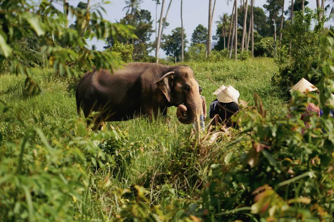 Samui Elephant Sanctuary 