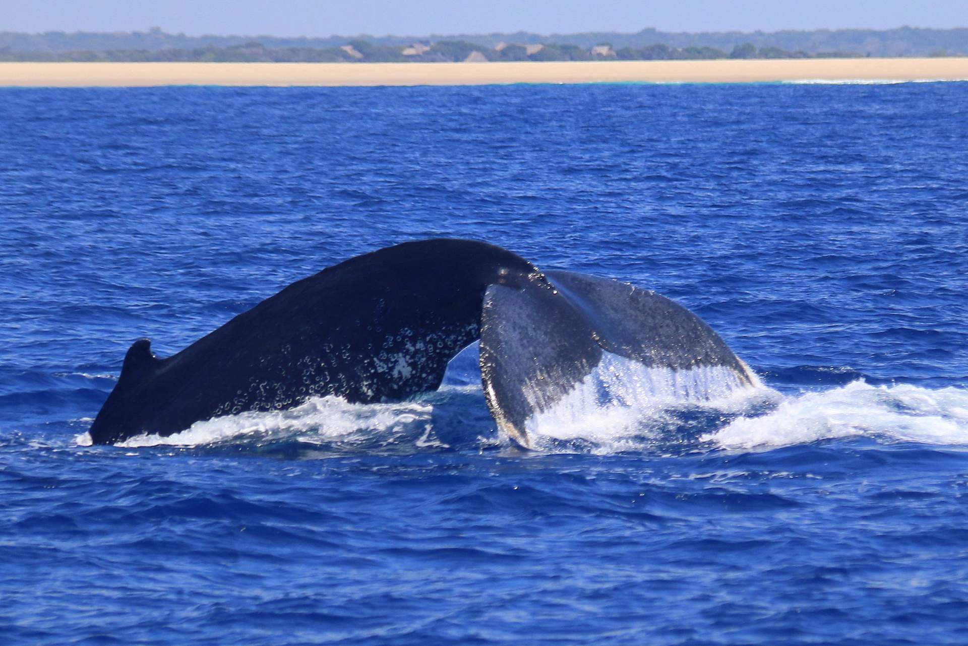 A whale coming to the surface of the ocean.