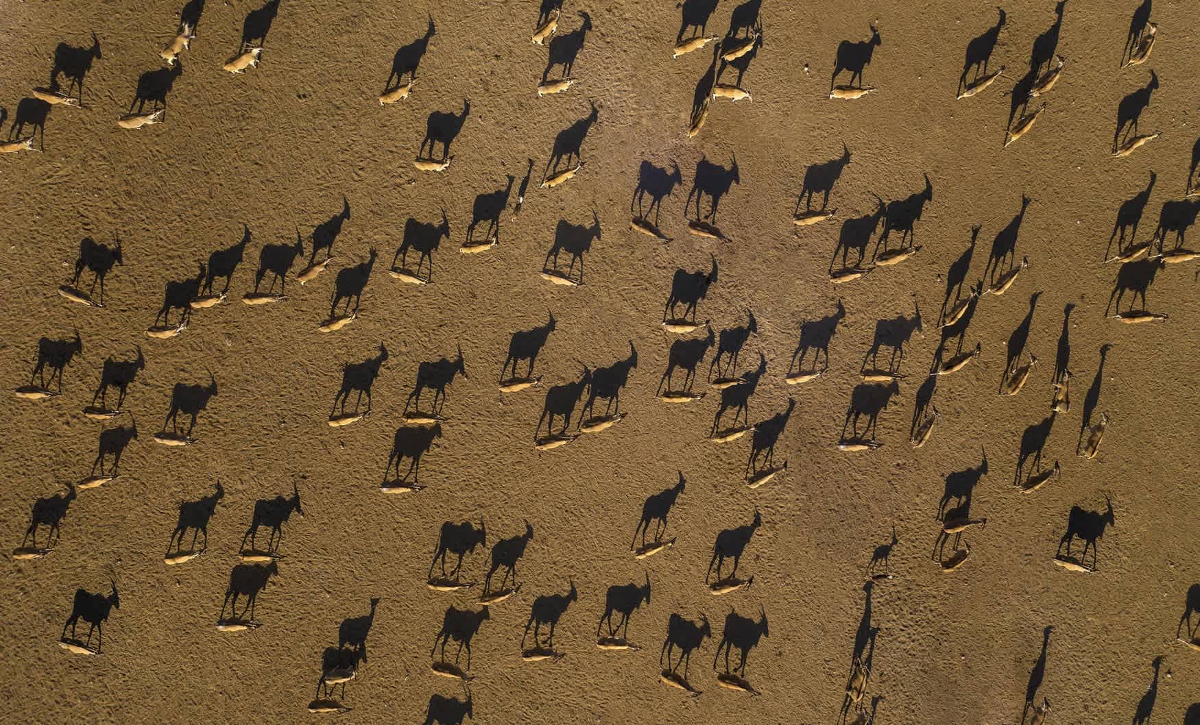 An aerial view of an eland herd.