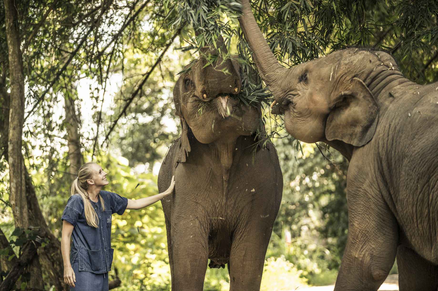 A woman alongside two elephants.