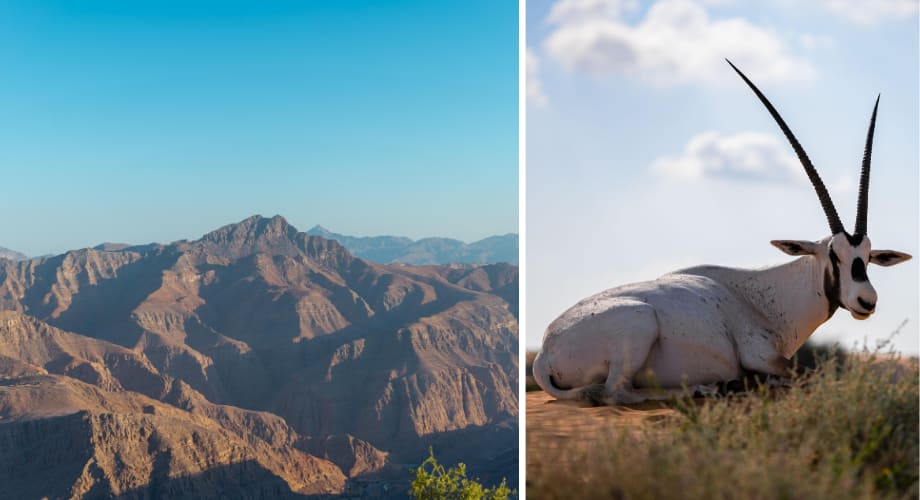 Jebel Jais (highest peak in UAE), Arabian Oryx in Ras al Khaimah desert