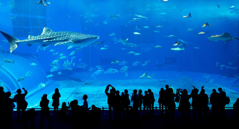 Dubai Aquarium & Underwater Zoo