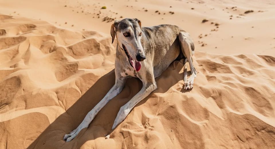 Arabian Adventure with Saluki Dogs