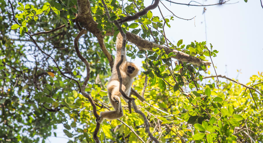 Monkey sitting in a tree in a forested area around Siem Reap for conservation experience.