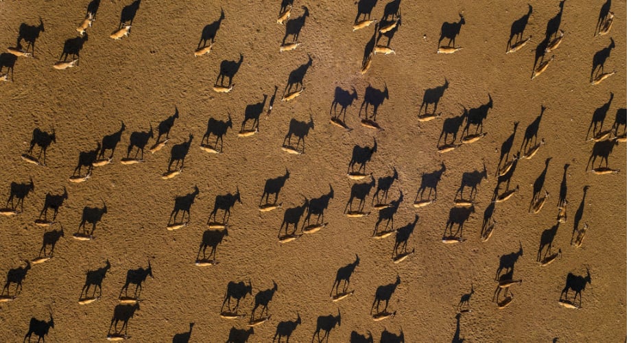 Deers in Sir Bani Yas