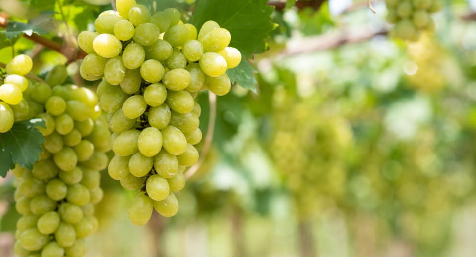 Passion for the grape