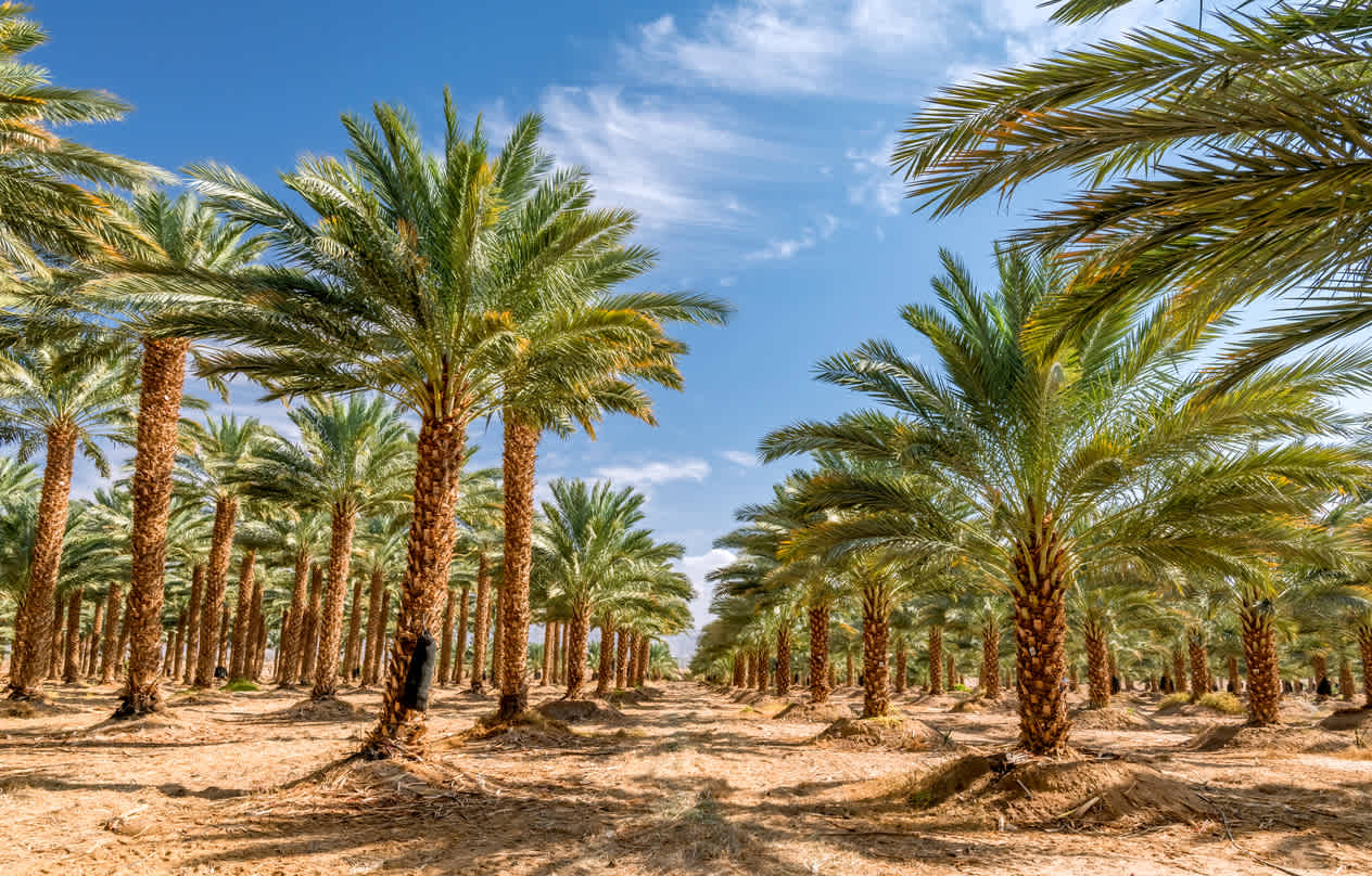 Date Palms and harvesting in Middle East 